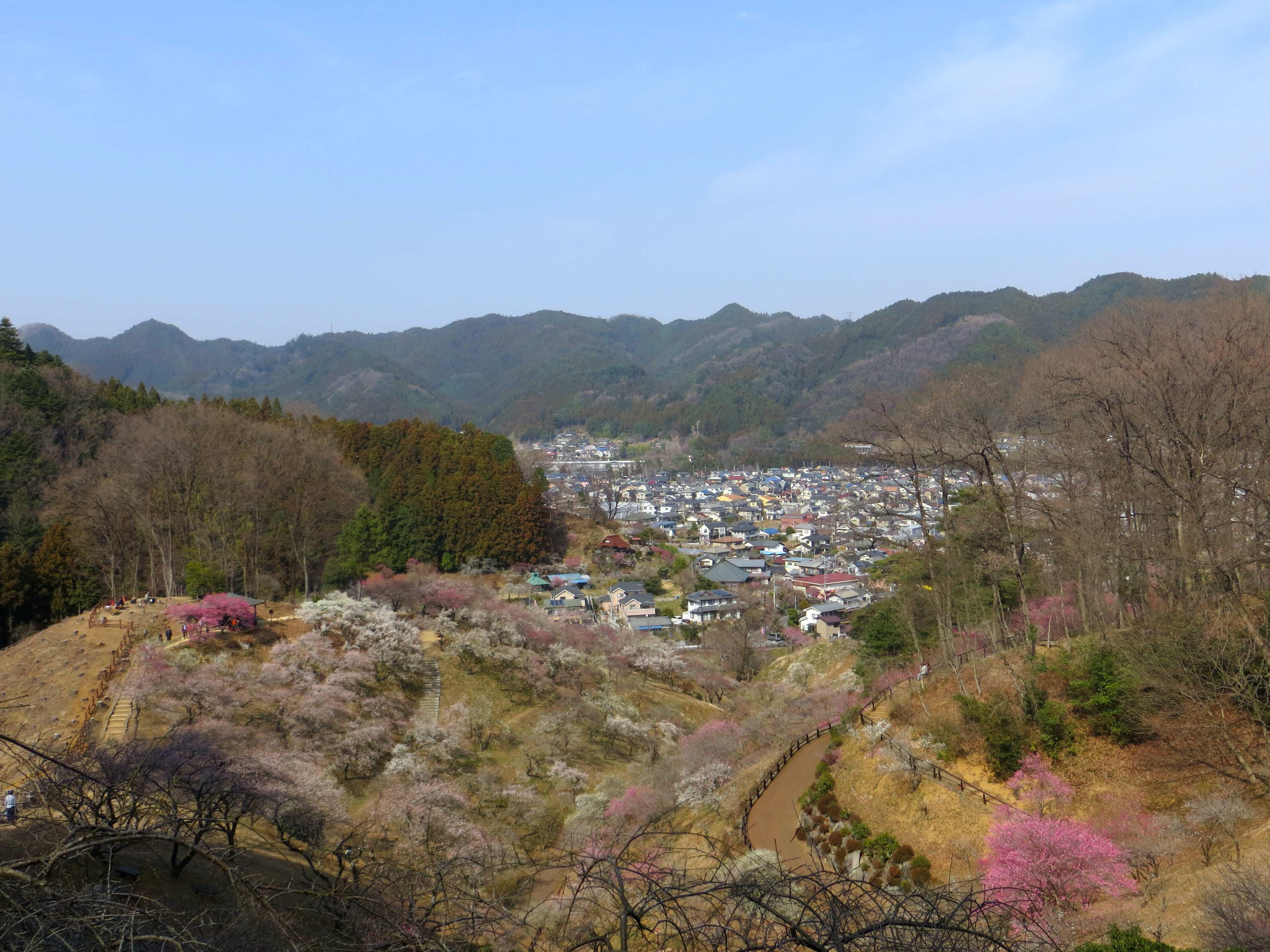 🌸 요시노 매화 공원 (요시노바이고 우메노코엔) 이미지 5